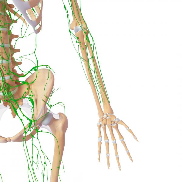 Lymphatic system pic for website