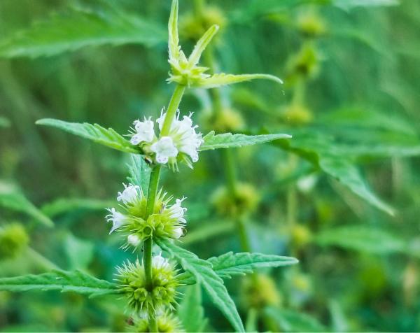 bugleweed smaller