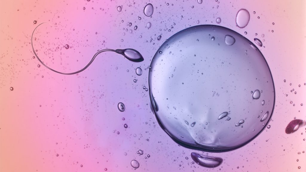 sperm fertilising egg