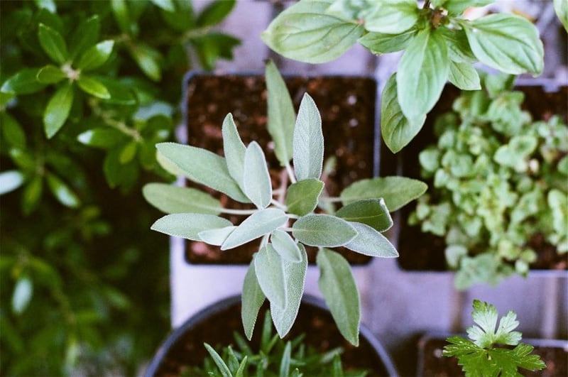 Green herbs growing in small pots