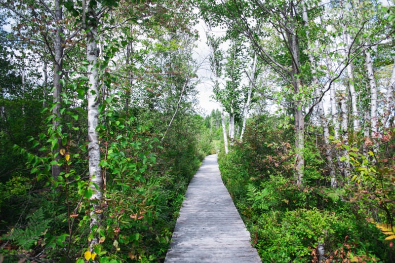 A narrow wooden boardwalk through green woodland