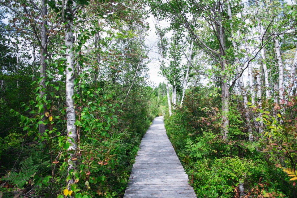 A narrow wooden boardwalk through green woodland