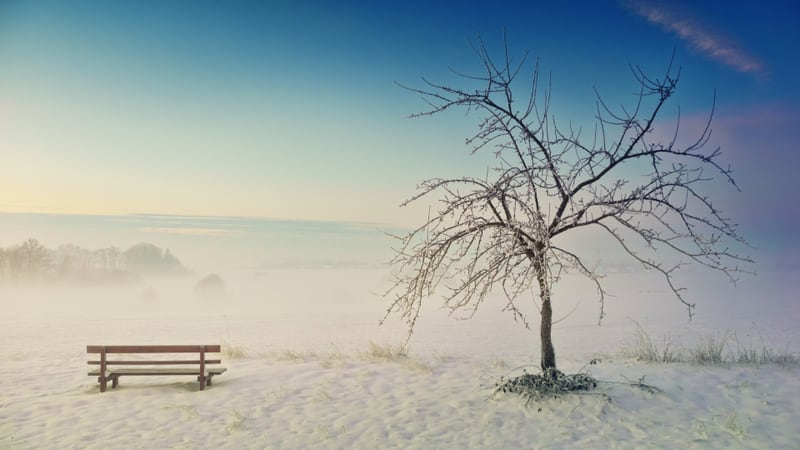 An empty bench beside a bare tree in a quiet frosty landscape