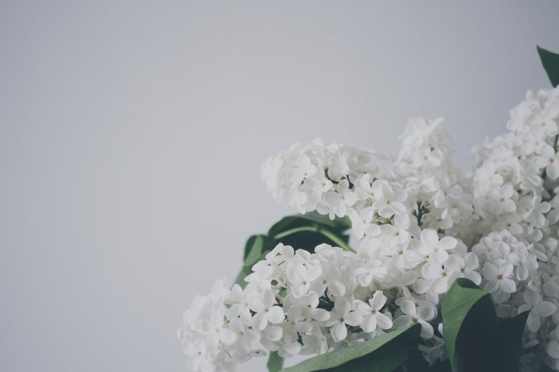 White flowers and green leaves against a pale background