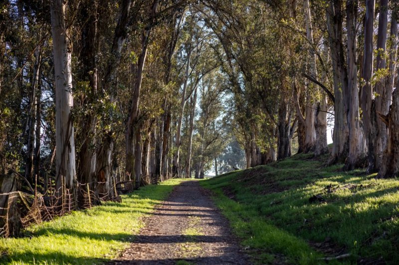 A sunlit path winding between tall trees