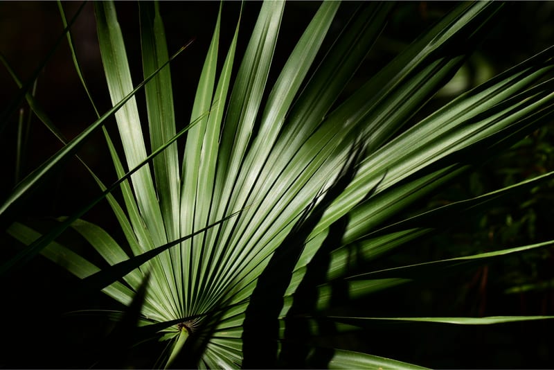 Green saw palmetto leaves