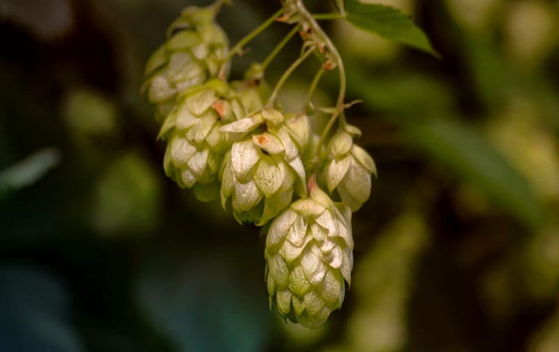 Green hop cones growing on a plant