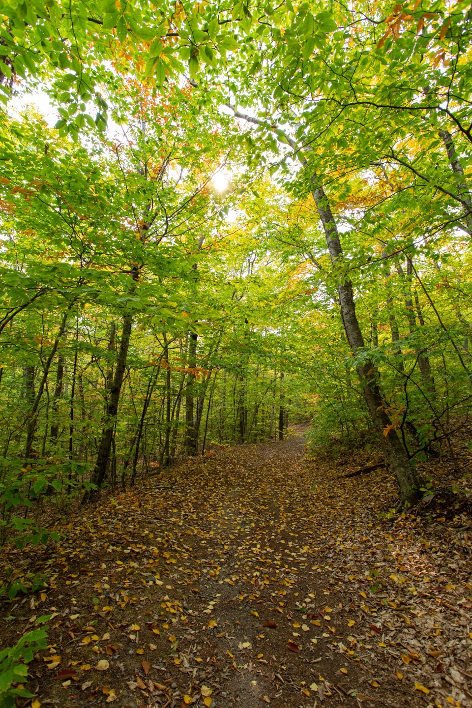 A quiet path through green woodland