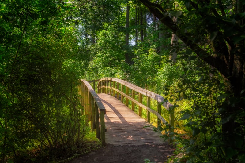 A wooden footbridge surrounded by green trees