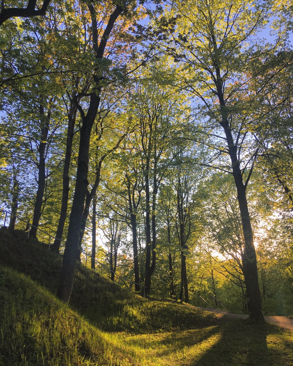 A grassy walking path through sunlit woodland