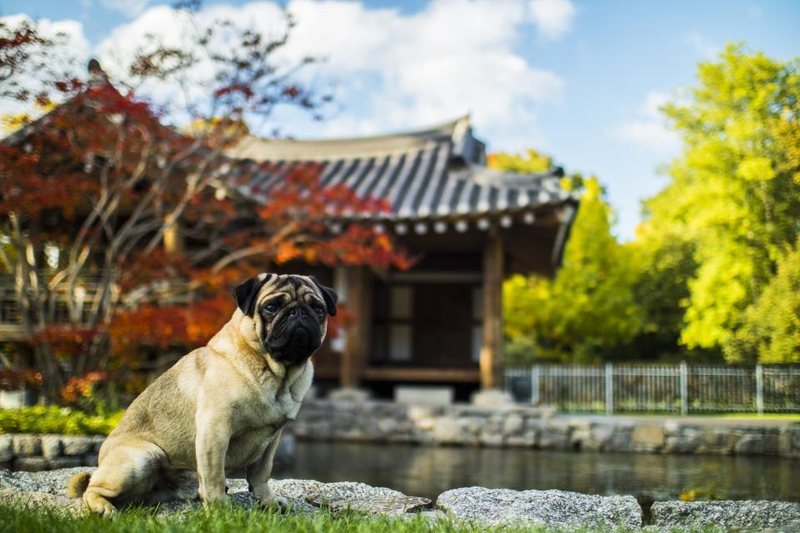 A pug sitting on a stone ledge in a garden