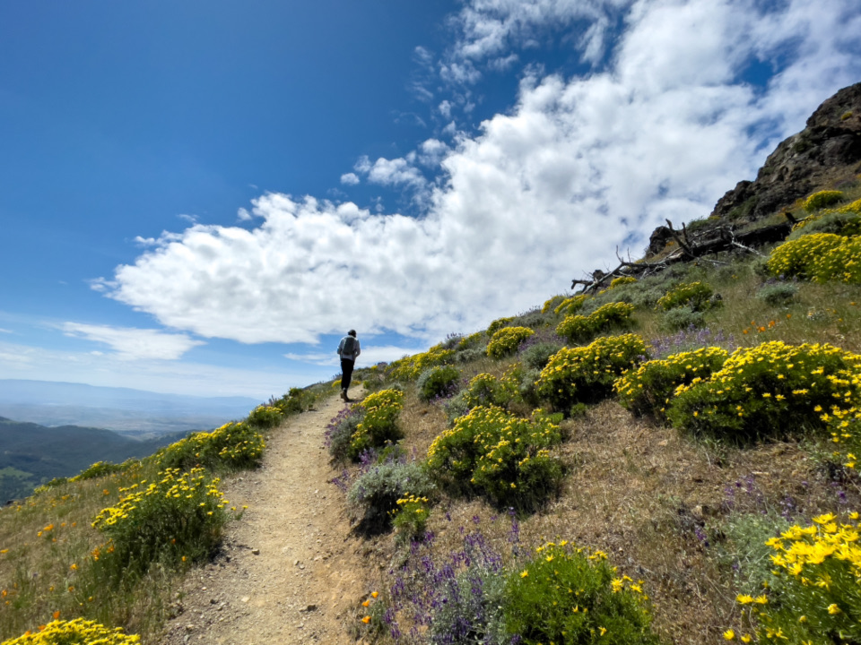 A man walking along a hillside trail lined with yellow wildflowers under a blue sky
