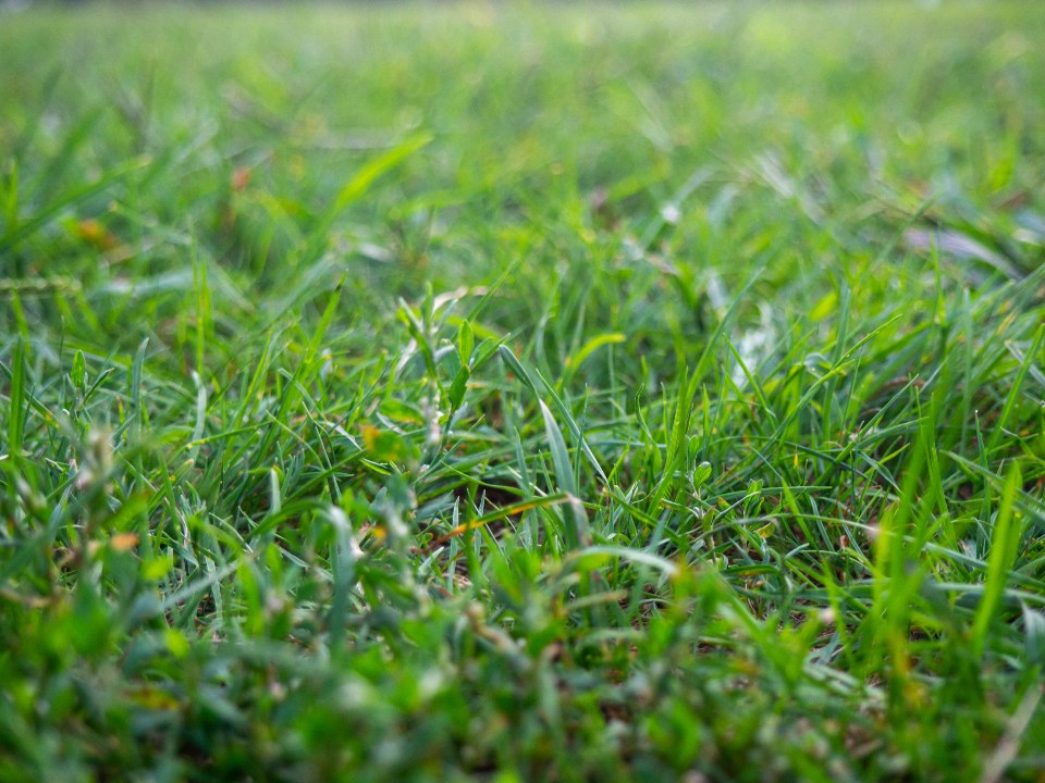 Green grass in soft morning light
