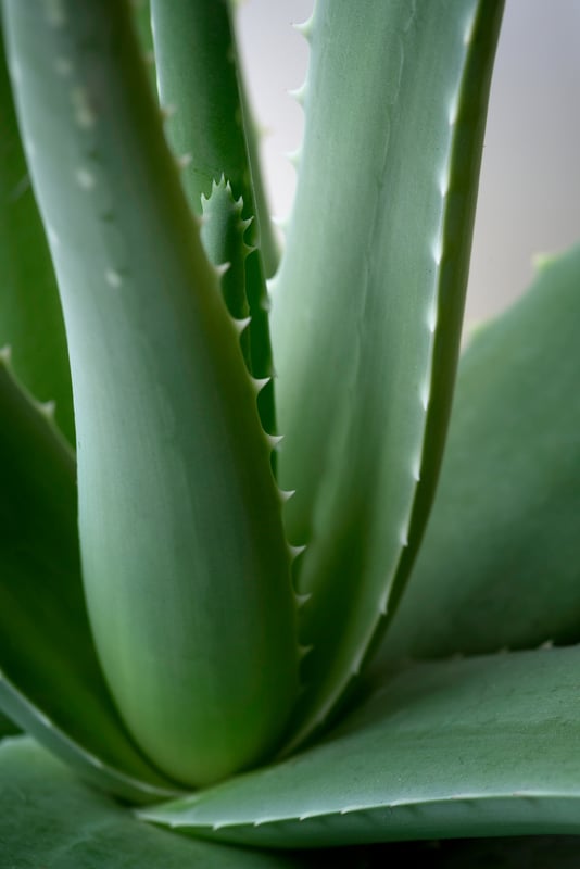 A close-up of upright green aloe leaves