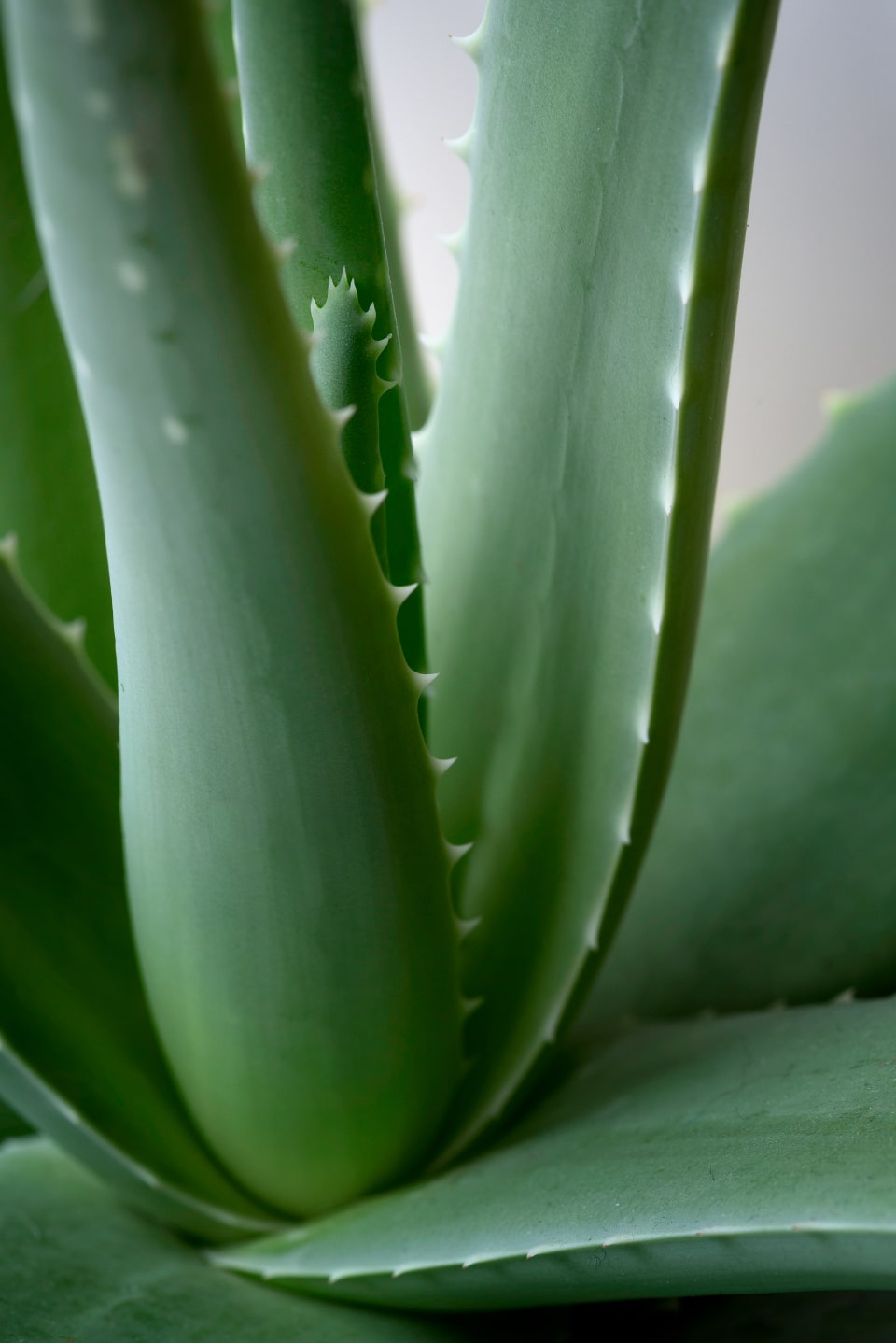 A close-up of upright green aloe leaves