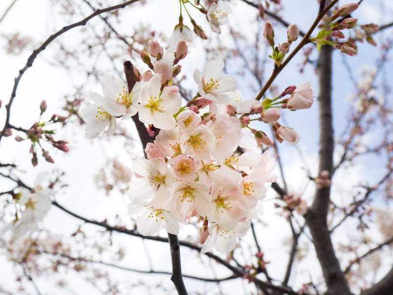White blossoms and buds on a tree branch against a pale sky
