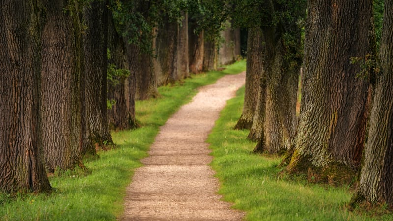 A path winding between rows of trees