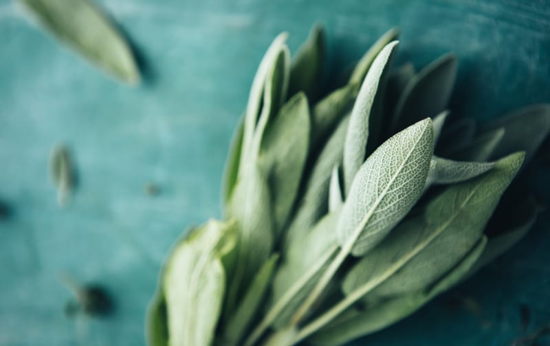 Fresh sage leaves on a blue-green surface
