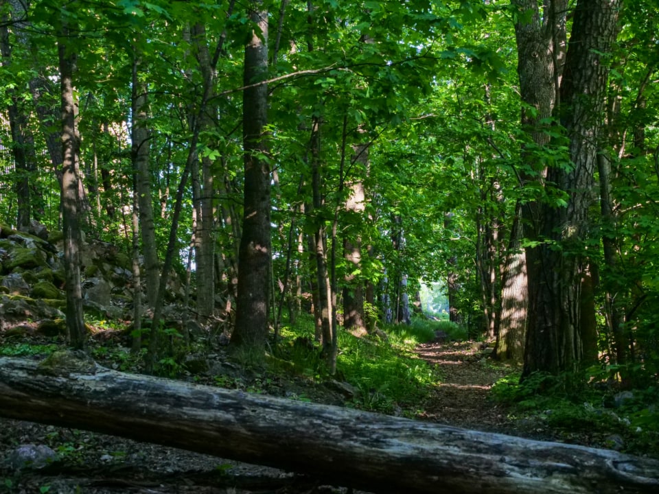 A quiet woodland path surrounded by green trees