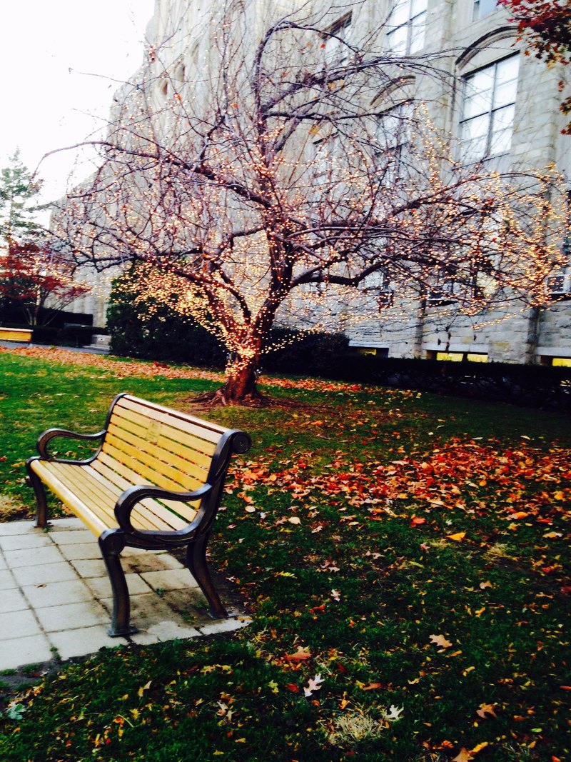 An empty garden bench beneath a tree decorated with small lights