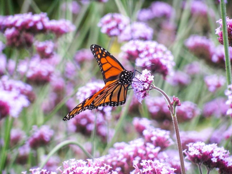 An orange and black butterfly resting on purple flowers