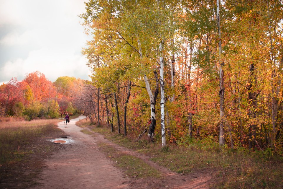 A winding path through autumn trees with a distant walker