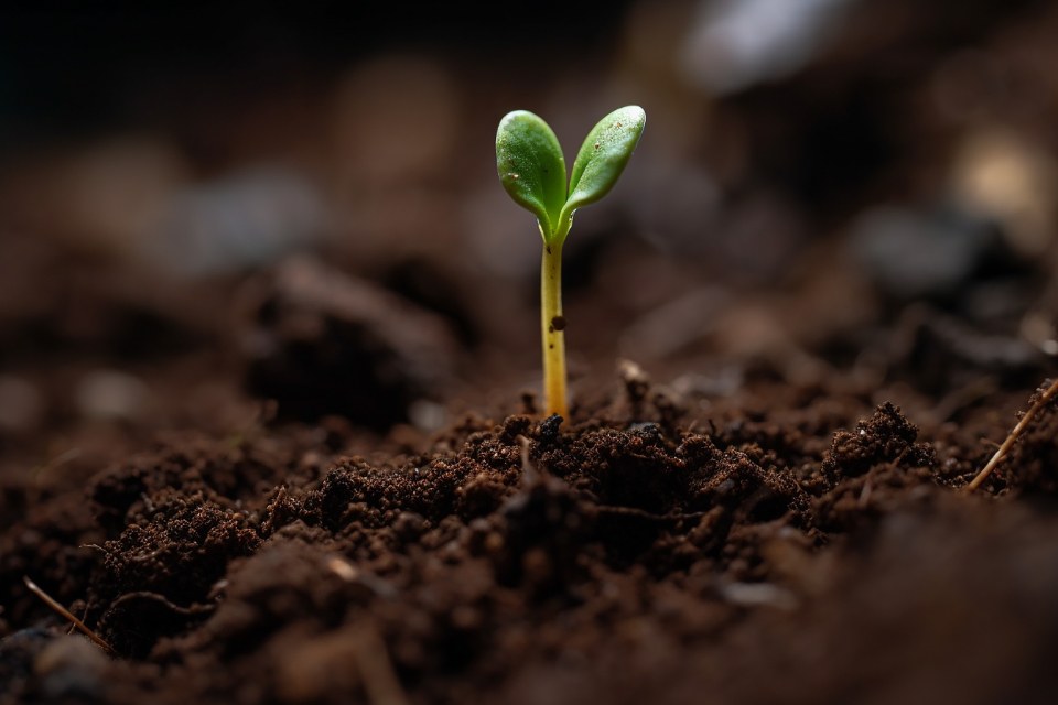 A small green seedling emerging from dark soil