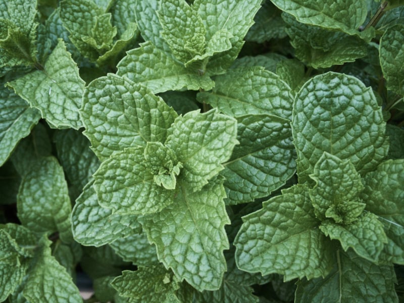 Fresh green mint leaves growing closely together