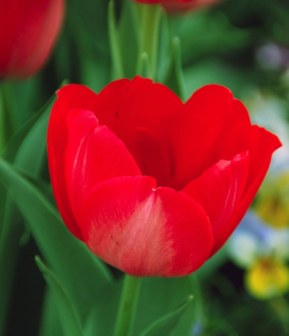 A red tulip in bloom with green leaves in the background