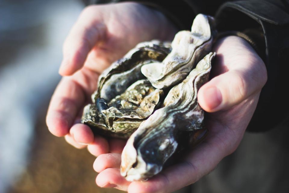 Two cupped hands holding a few fresh oysters in their shells
